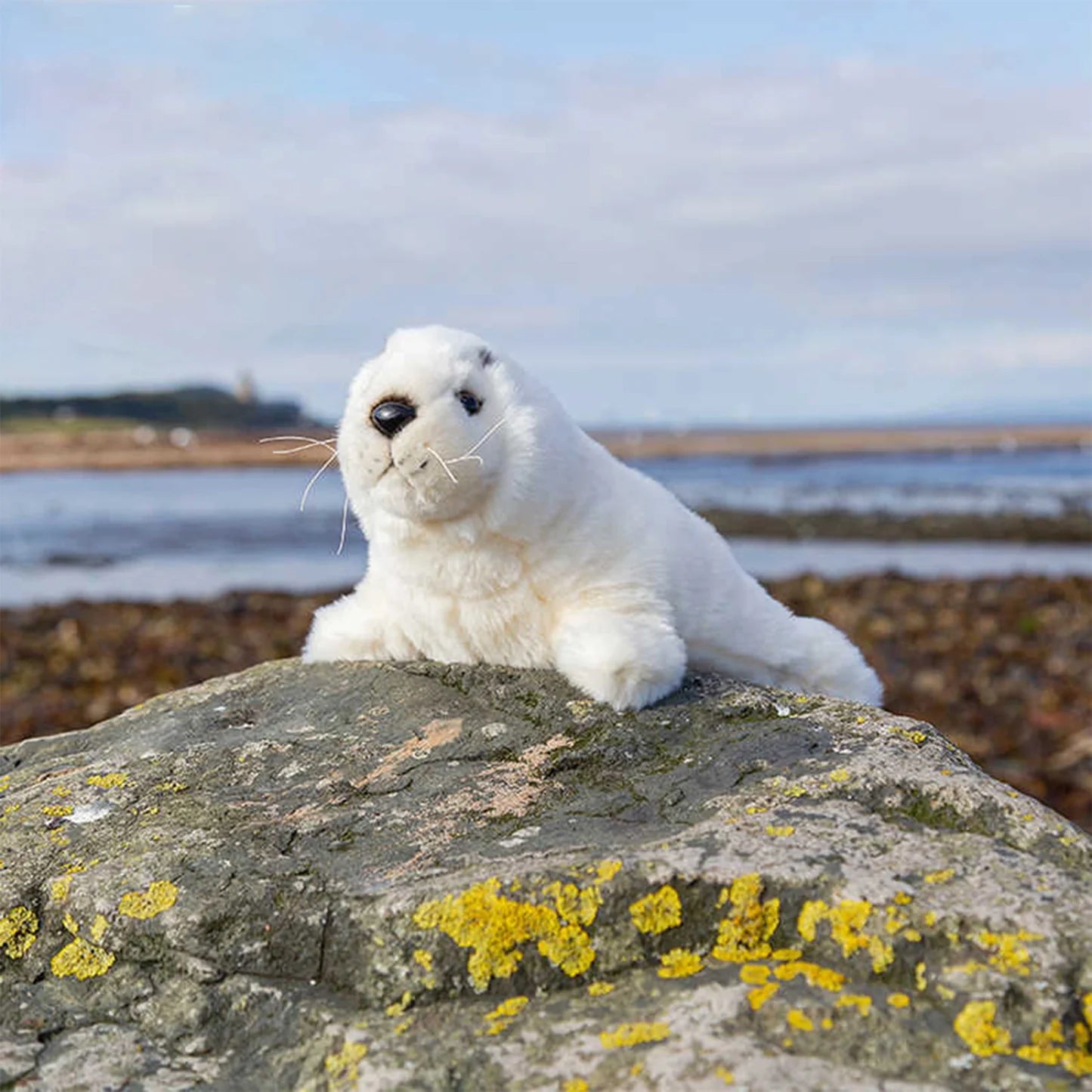 Grey Seal Pup